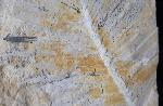 Zamites feneonis BRONGNIART - Bild &copy; FossNet FossilienStore